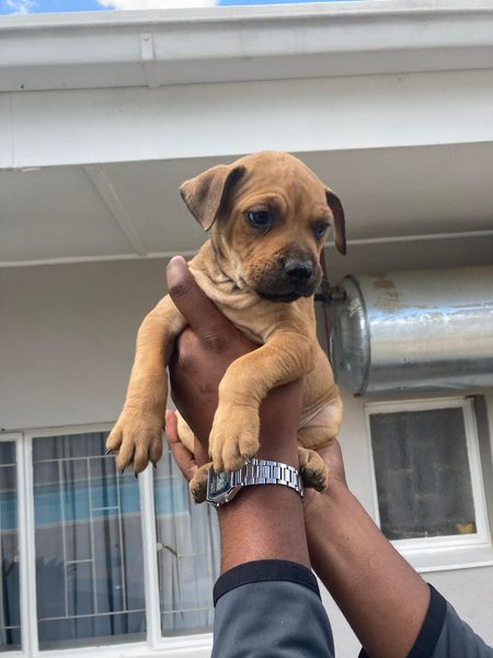 Boerboel Pitbull Mix Puppies For Sale In Windhoek Dogs Kalahari Boerboel Pitbull Mix Puppies For Sale In Windhoek Dogs Kalahari