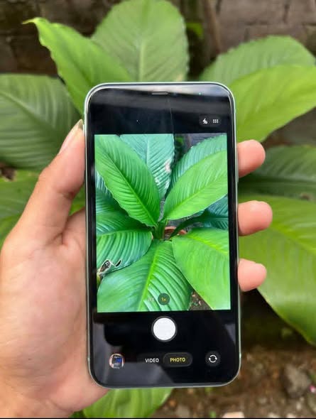 iPhone 11 photo 3