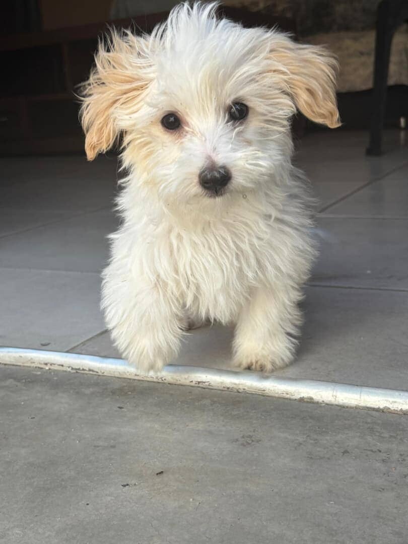 Female Maltese puppy photo 1
