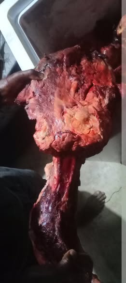 Donkey carcass photo 3