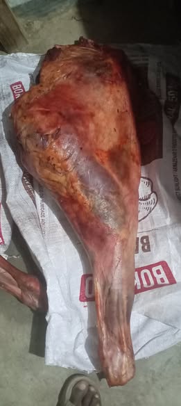 Donkey carcass photo 2