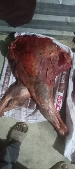 Donkey carcass photo 1