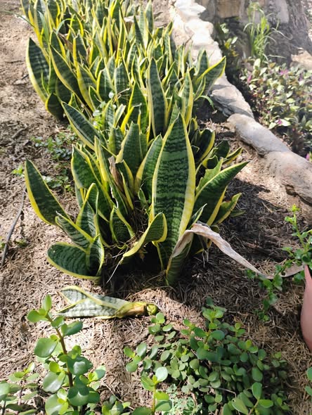Snake plant photo 2