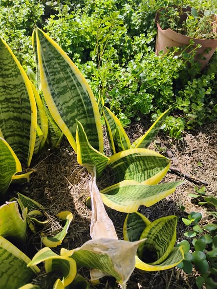 Snake plant photo 1