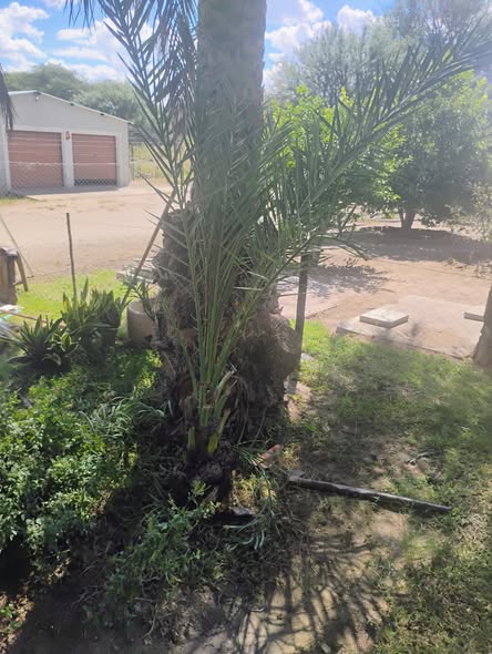 Date palm trees ( Various sizes) photo 2
