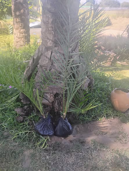 Date palm trees ( Various sizes) photo 1