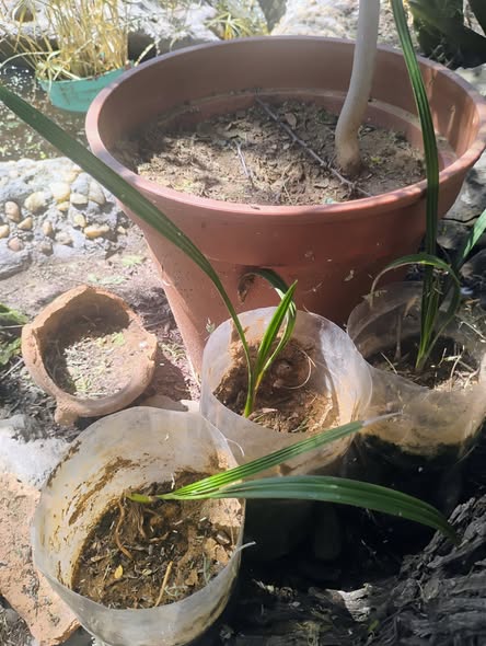 Date palm trees ( Various sizes) photo 3