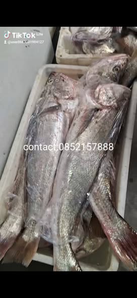Snoek / Kabeljou photo 2