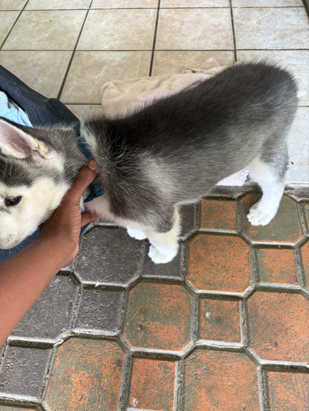 Husky male pure bred puppy for sale photo 1