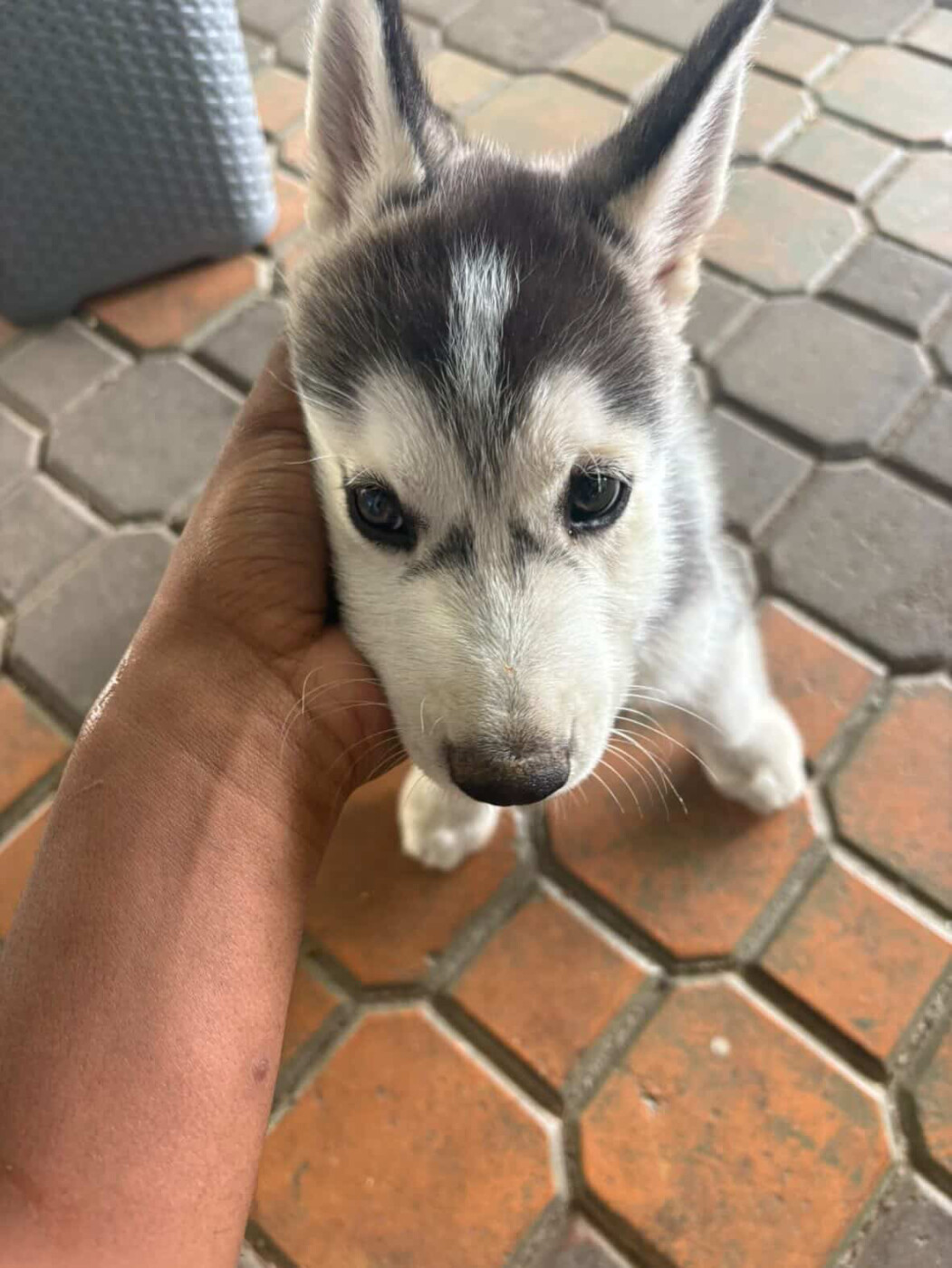 Husky male pure bred puppy for sale photo 2