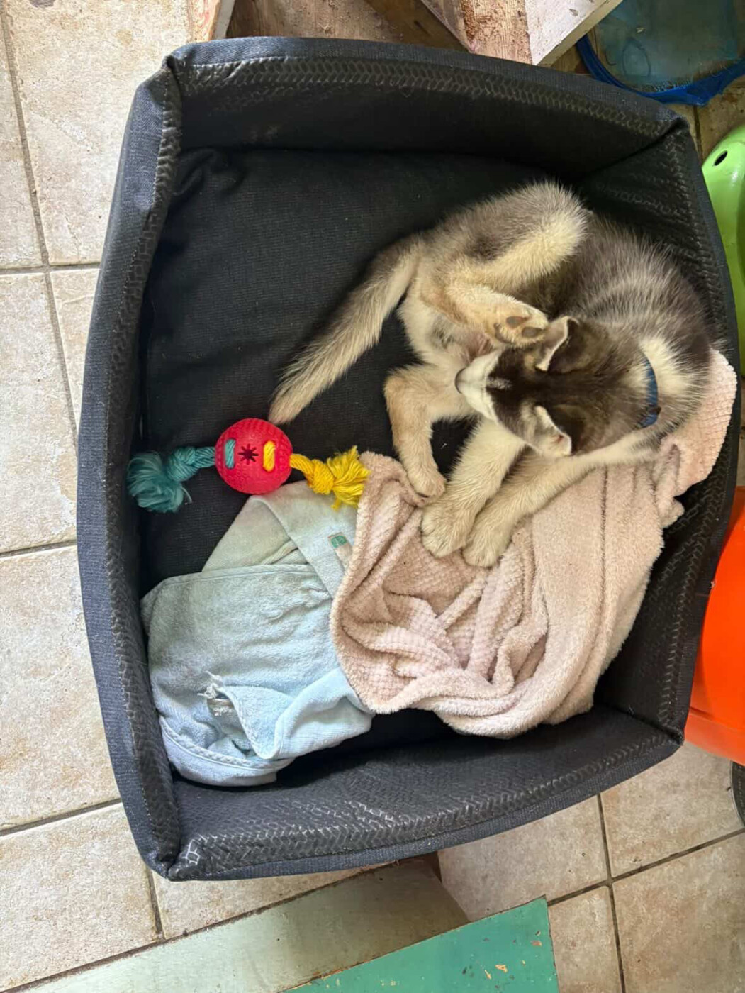 Husky male pure bred puppy for sale photo 4