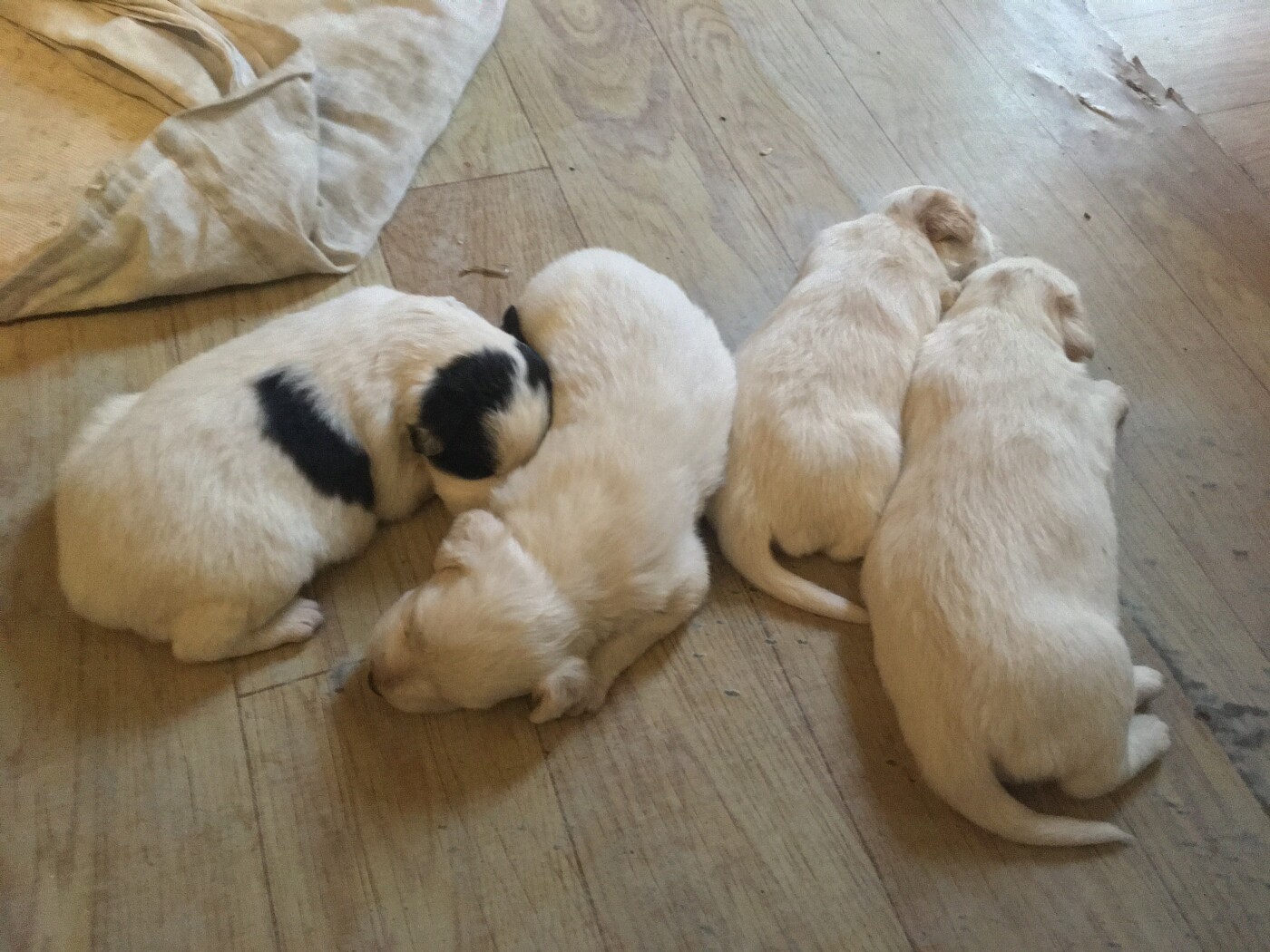 Australian shepherd puppies photo 2