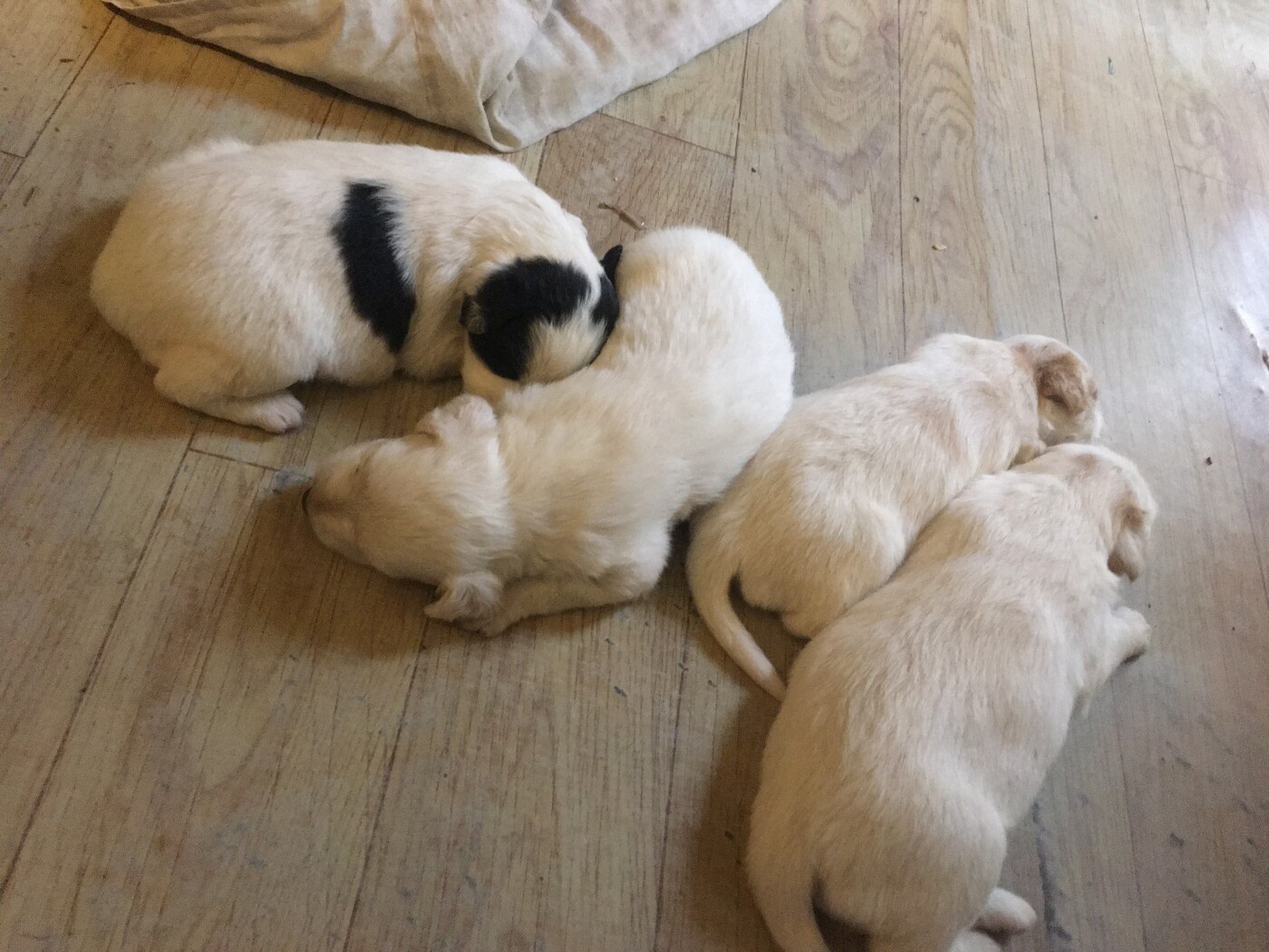 Australian shepherd puppies photo 1