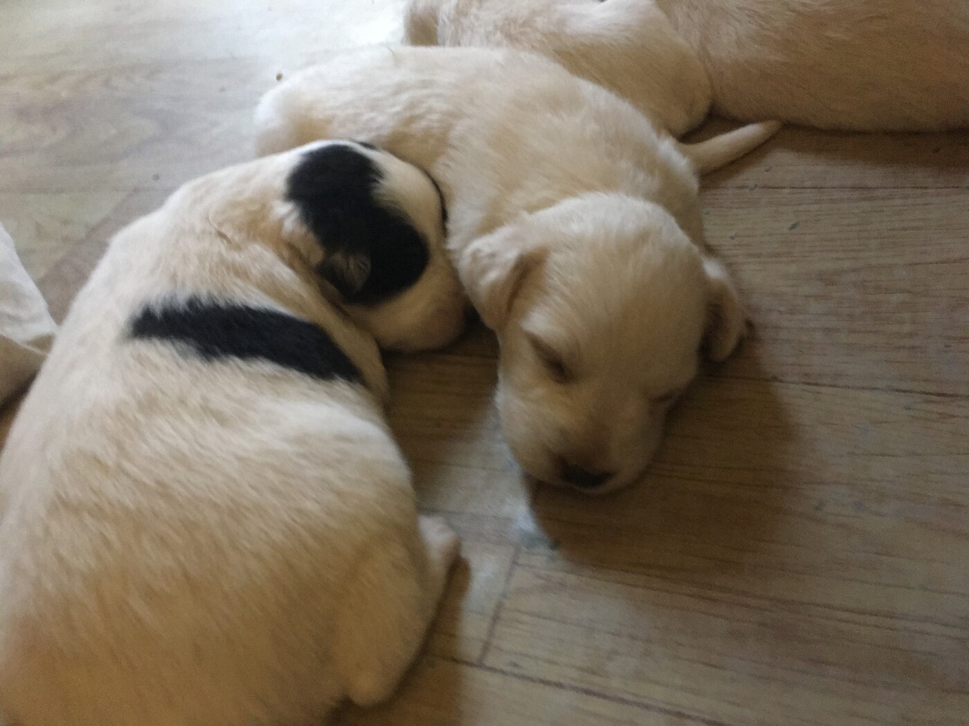 Australian shepherd puppies photo 3