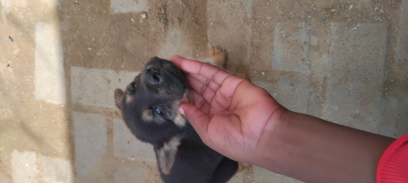 German shepherd puppy for sale photo 3