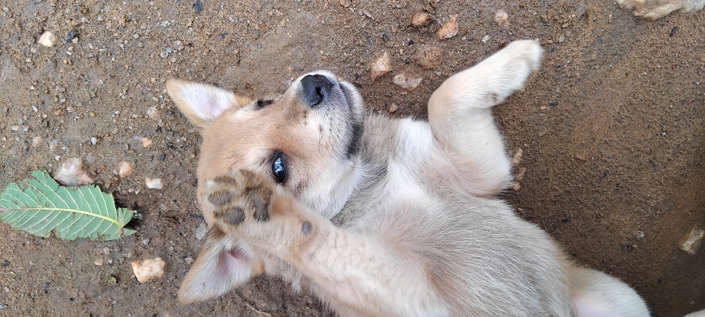 German shepherd puppy for sale photo 1