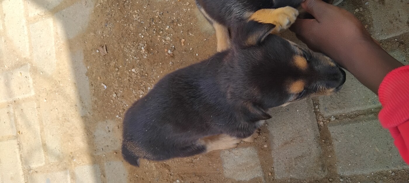 German shepherd puppy for sale photo 5