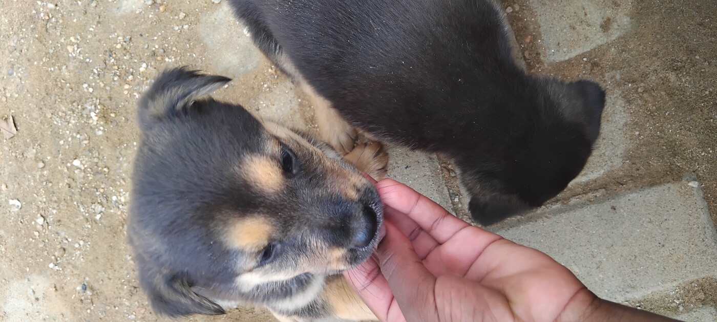 German shepherd puppy for sale photo 4
