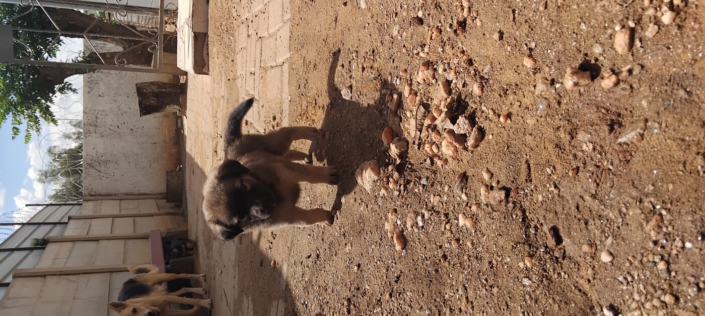 German shepherd puppy for sale photo 2