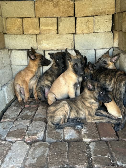 Belgium malinois puppies photo 1