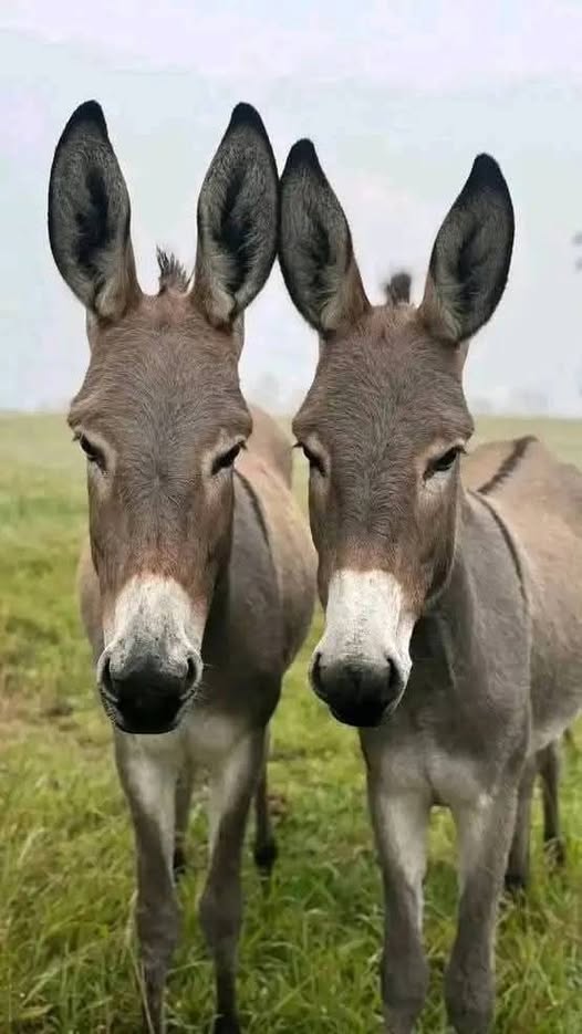 Donkeys photo 1
