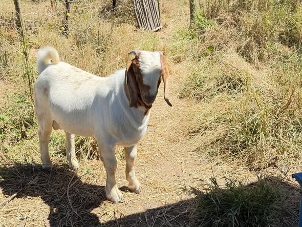 Horses ,Goats and donkeys photo 2