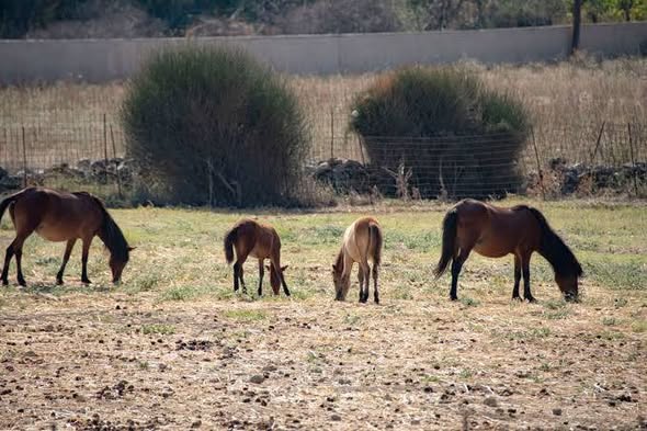 Horses ,Goats and donkeys photo 3