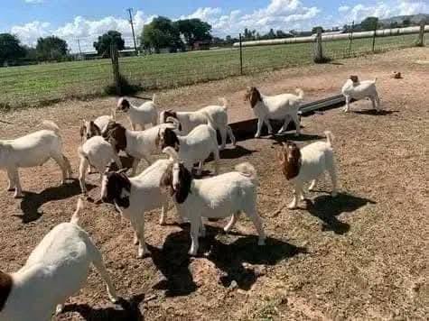 Horses ,Goats and donkeys photo 4