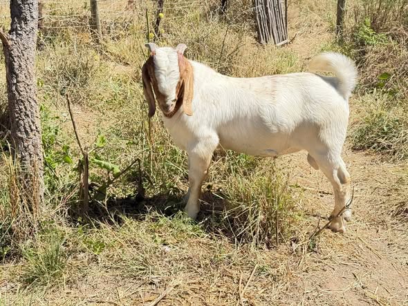 Horses ,Goats and donkeys photo 1