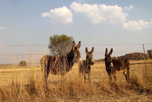 Horses ,Goats and donkeys photo 5