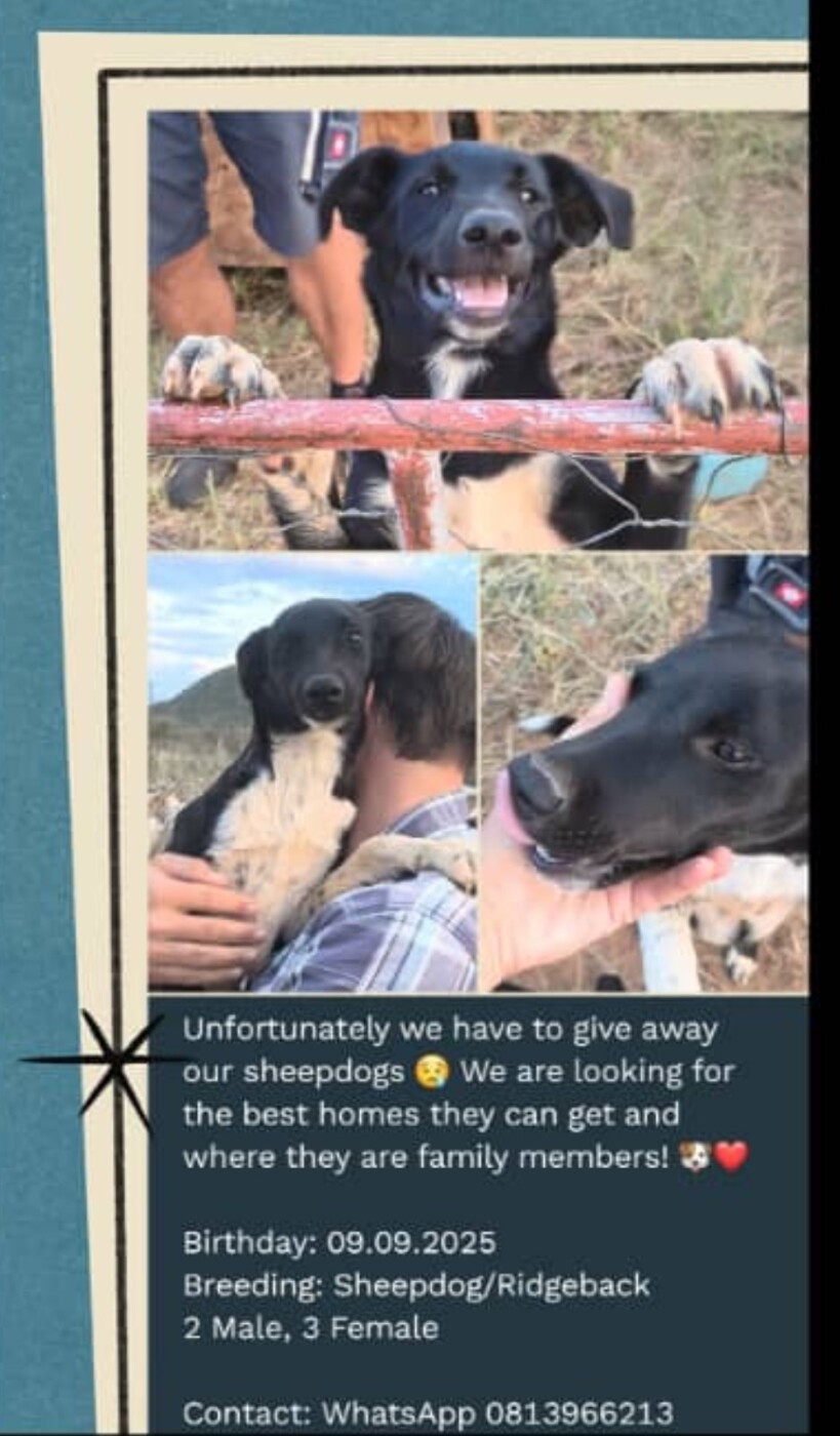 Familydogs photo 1
