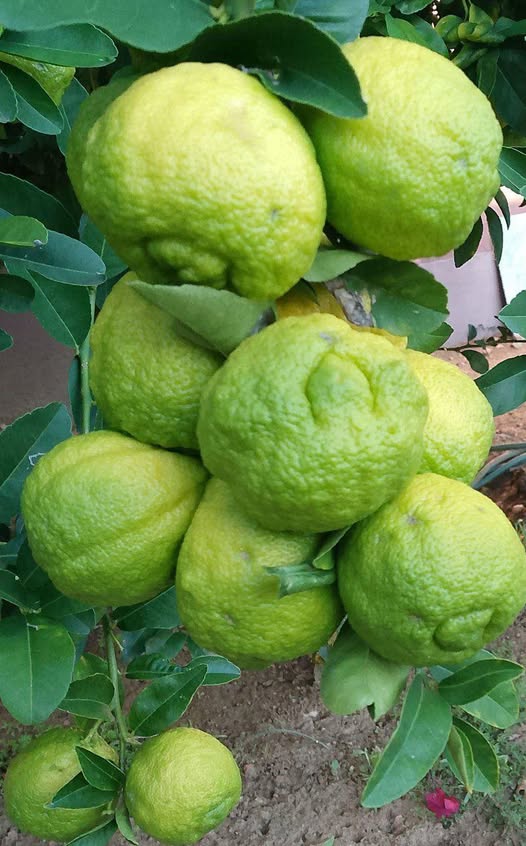 lemon photo 1
