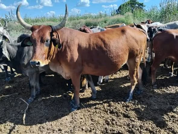 Livestock photo 3