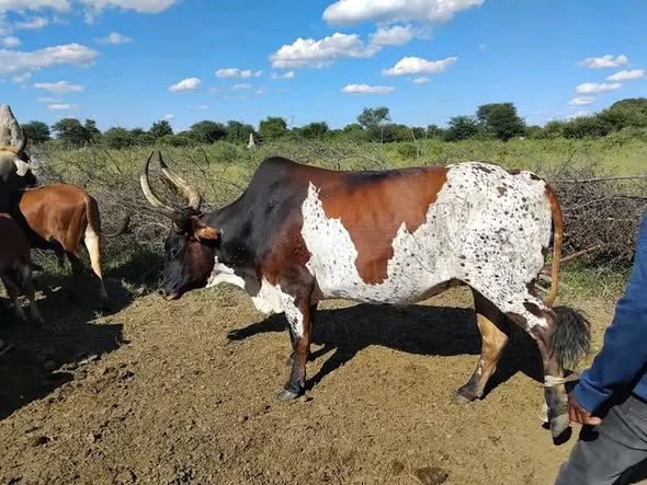 Livestock photo 5