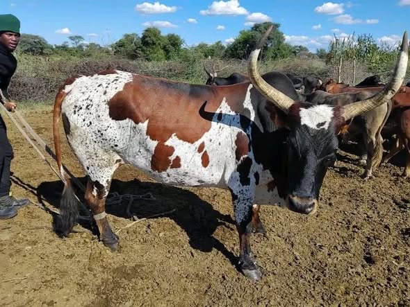 Livestock photo 2