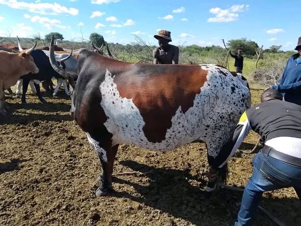 Livestock photo 1