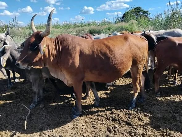 Livestock photo 4