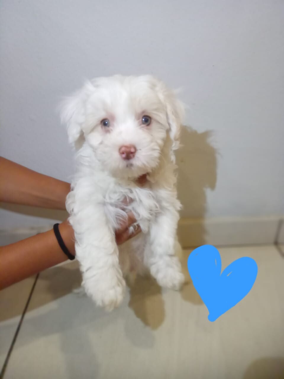 x2 Male Maltese Puppies photo 2