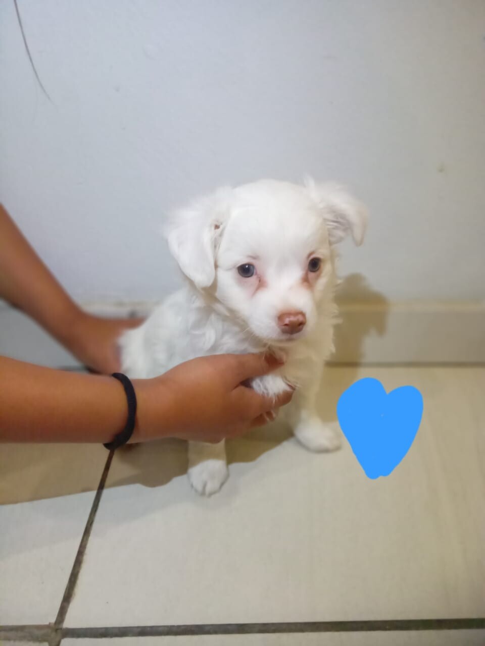 x2 Male Maltese Puppies photo 1