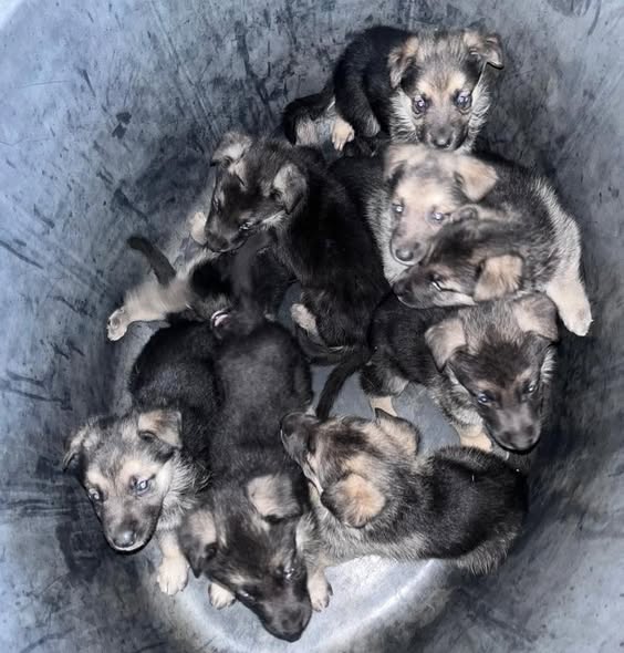 5 WEEKS GERMAN SHERPERD PUPPIES photo 1