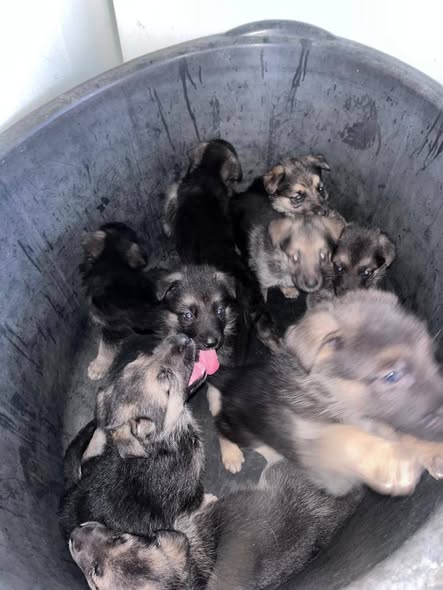 5 WEEKS GERMAN SHERPERD PUPPIES photo 3