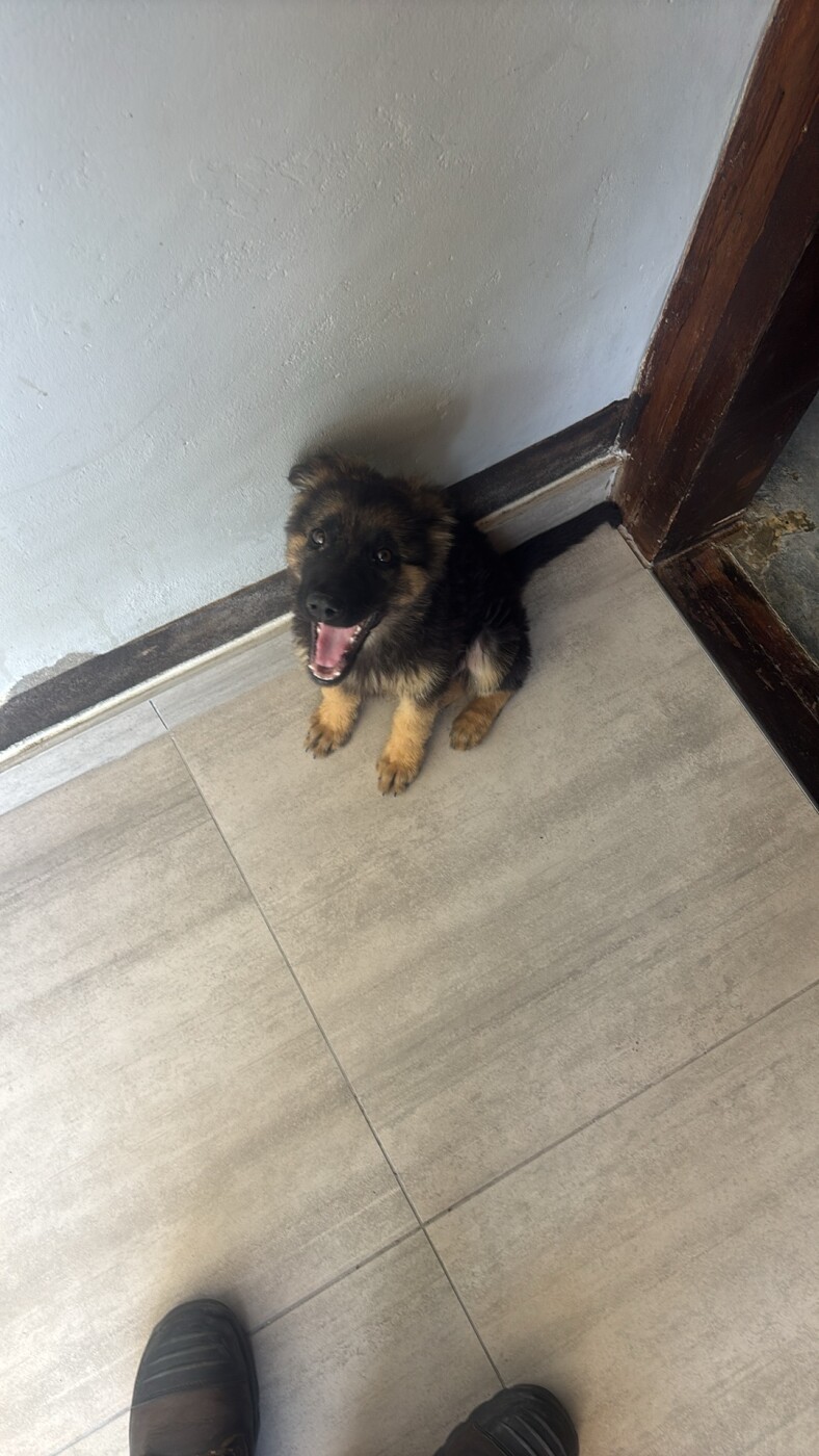 Germán shepherd pups for sale photo 3