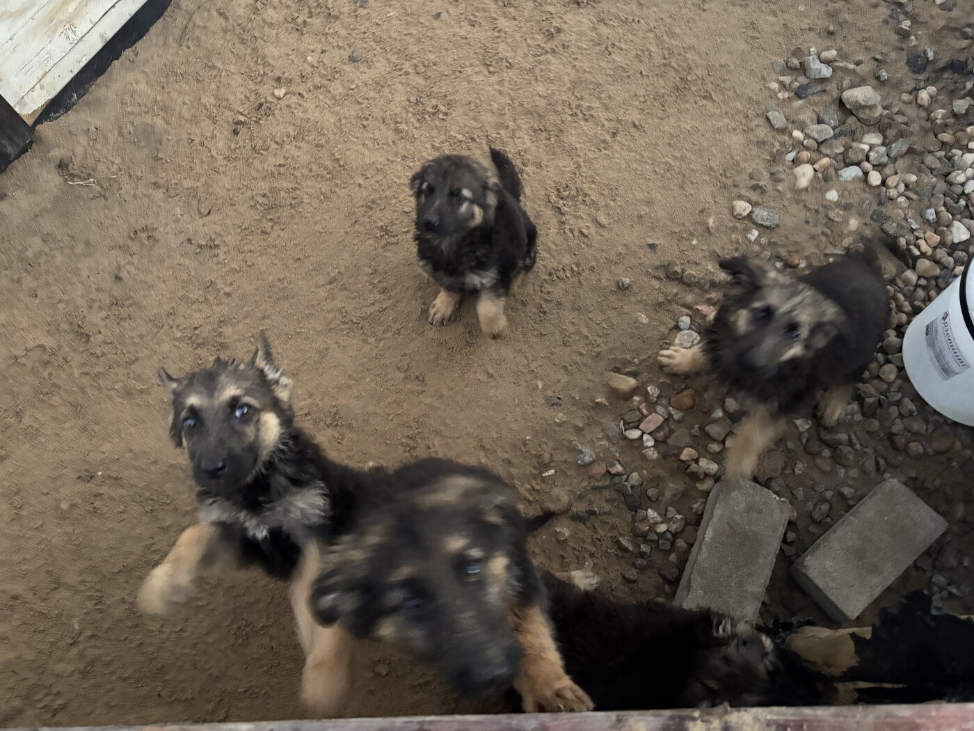 Germán shepherd pups for sale photo 4