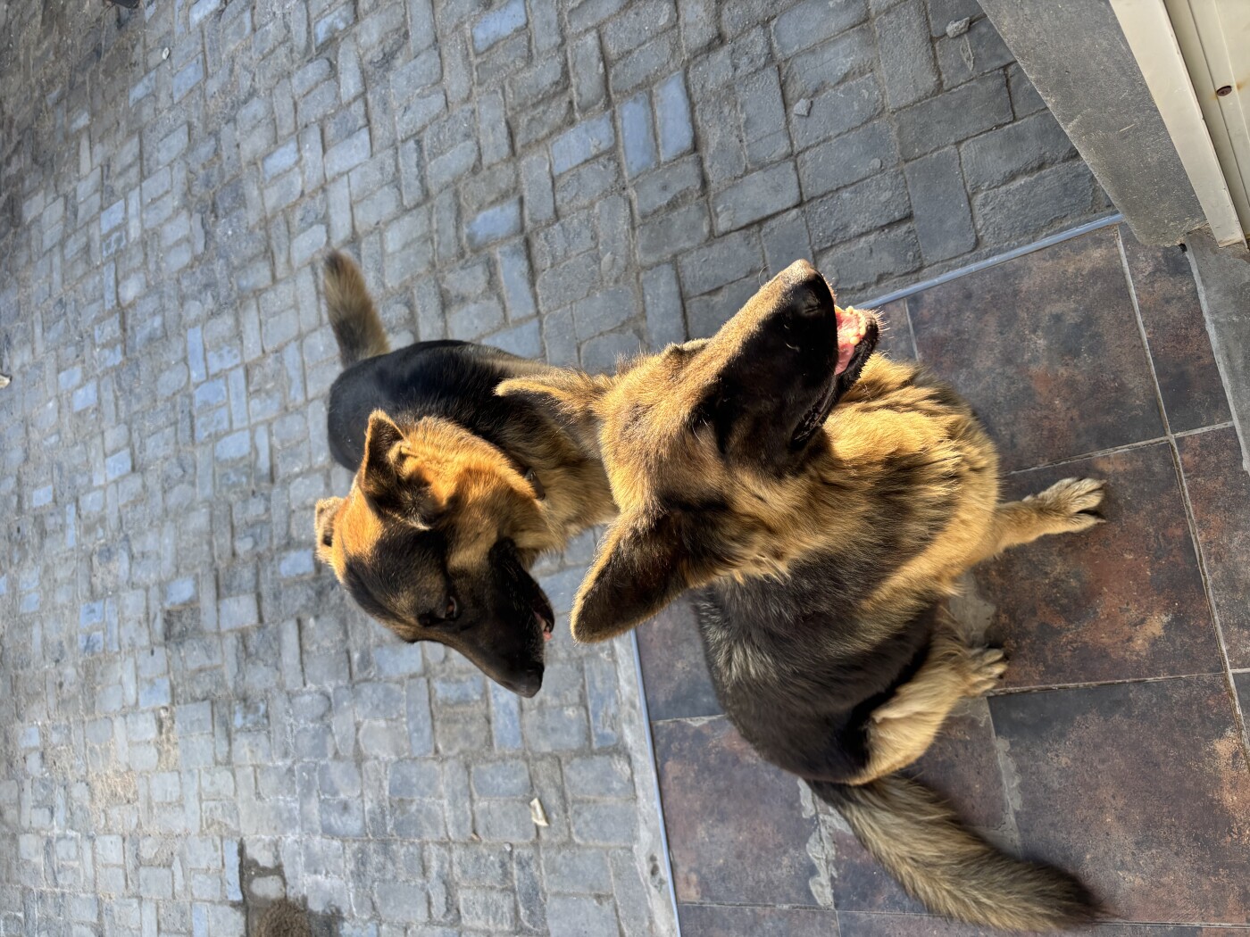 Germán shepherd pups for sale photo 5