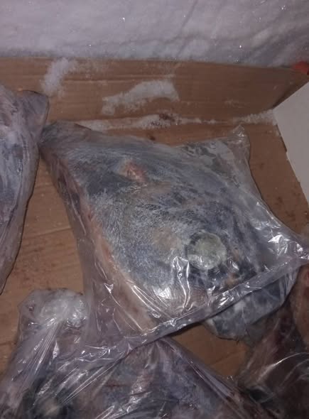 ANGEL FISH HEADS photo 3