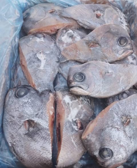 ANGEL FISH HEADS photo 2
