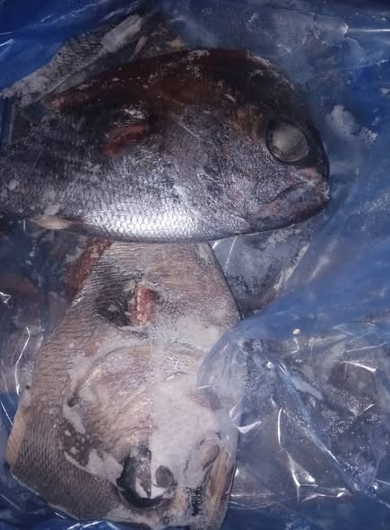 ANGEL FISH HEADS photo 1