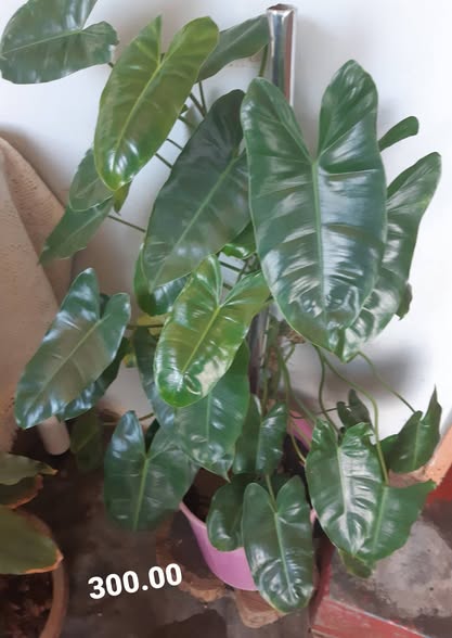 Plants photo 1