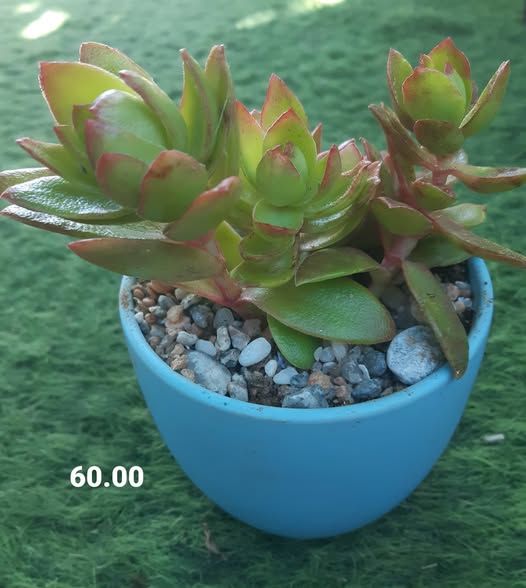 Plants photo 2
