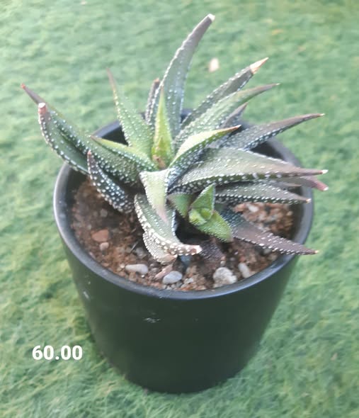 Plants photo 4